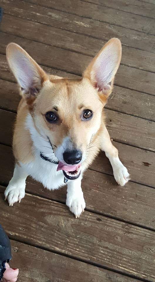 Commissioner Gordon The Corgi tweet media