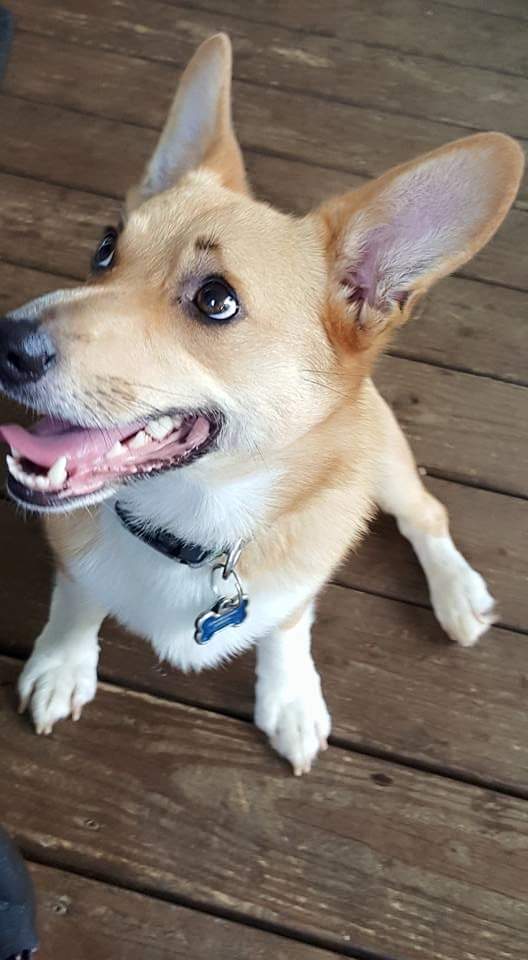 Commissioner Gordon The Corgi tweet media