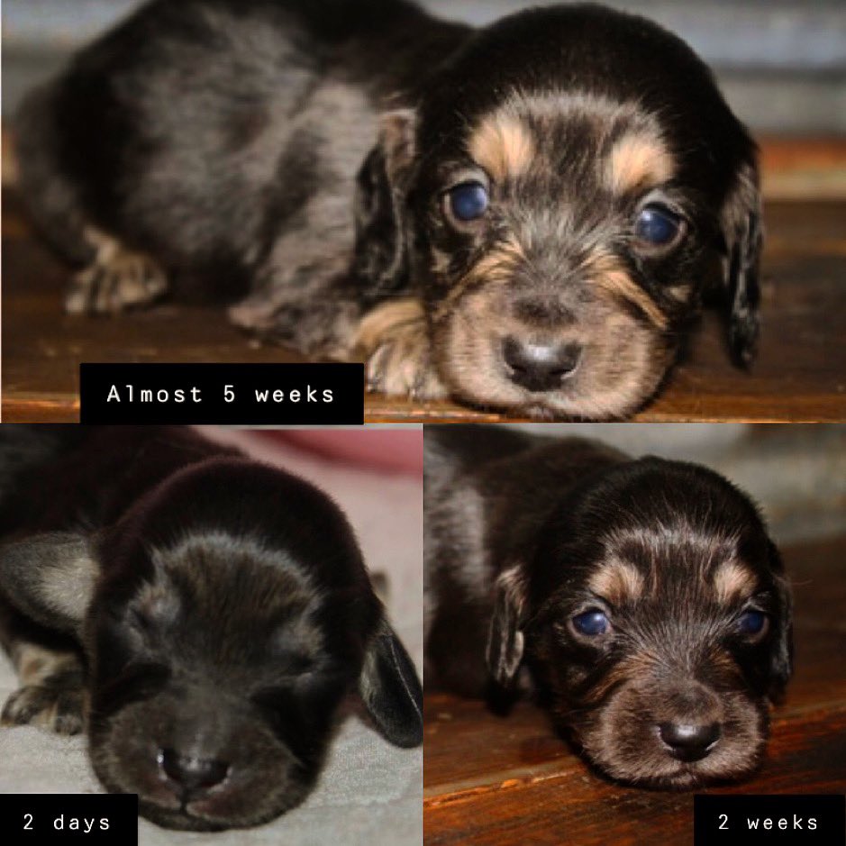 emstevens2's tweet photo. Posting our new puppy everywhere because I’m just so excited to meet our little Luna. #July8 🌙💕

@joe_murphy07 https://t.co/S9actXnKWk