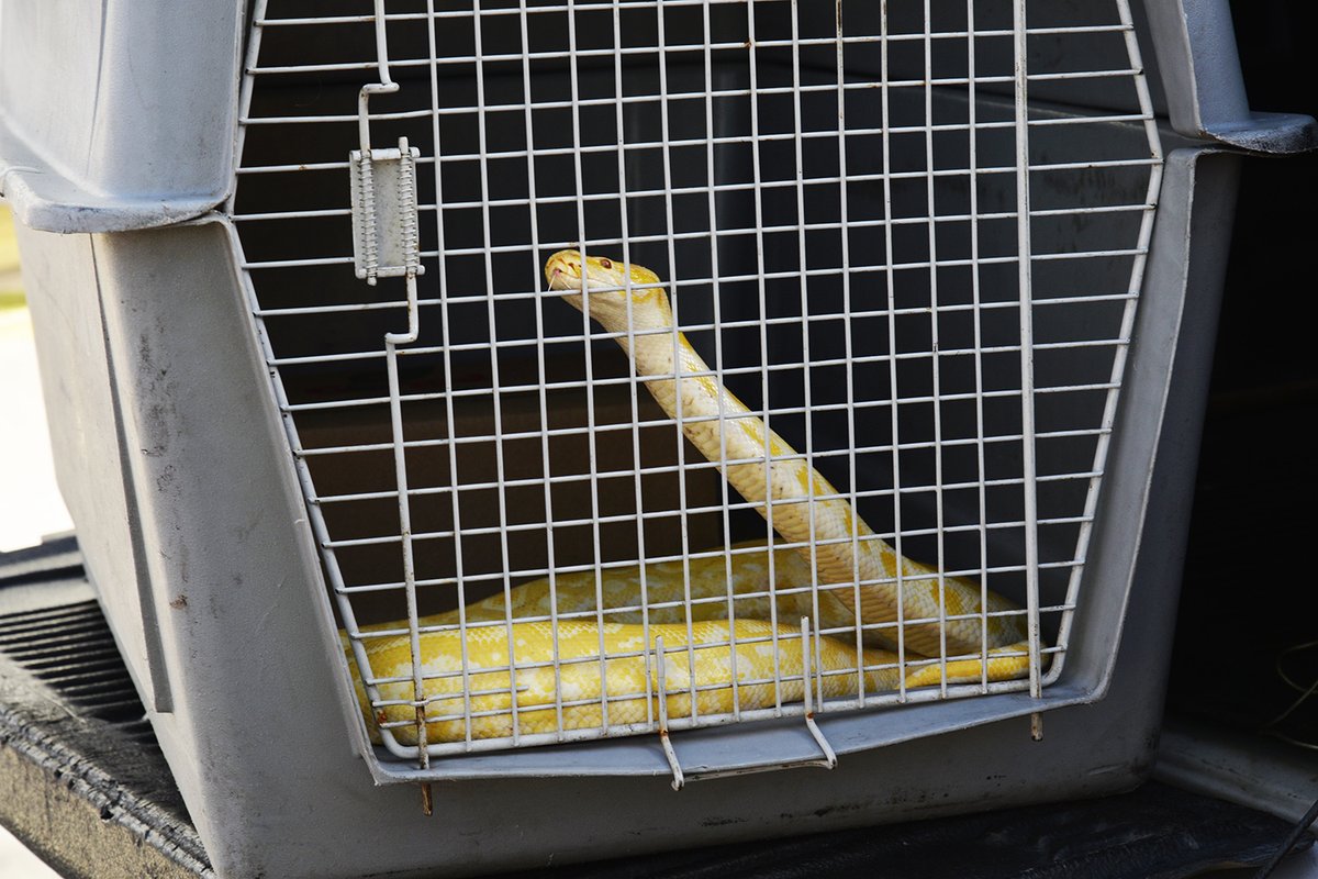 MunicipioTigre's tweet photo. Con colaboración del área de Protección Animal municipal, personal de Defensa Civil rescató una serpiente pitón en Tigre centro y la trasladó a un establecimiento que alberga este tipo de animales, para su cuidado y preservación.

<info> https://t.co/SnL8BTRpzx https://t.co/nHQdVfKWOA