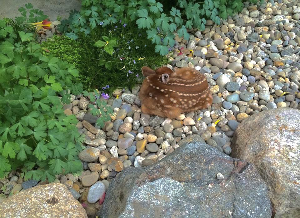 it’s fawn season where i am!!

so friendly reminder: if ya ever see a lil baby curled up, out of danger, let them be!! mama will be back eventually 💕
