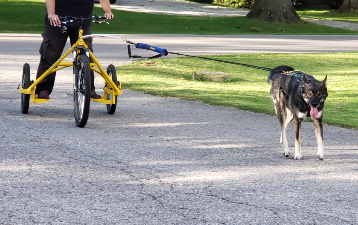 I also picked up a new rig Saturday! I needed a rig lighter than my 90lb one for 3 dog, and this popped up & is perfect! I brought it for  @TeamMismatch to check out & take for a spin w/ Zombie. And then gave  @DogsandOhio and  @RioSculptures a ride! (Their 1st experience mushing!!)