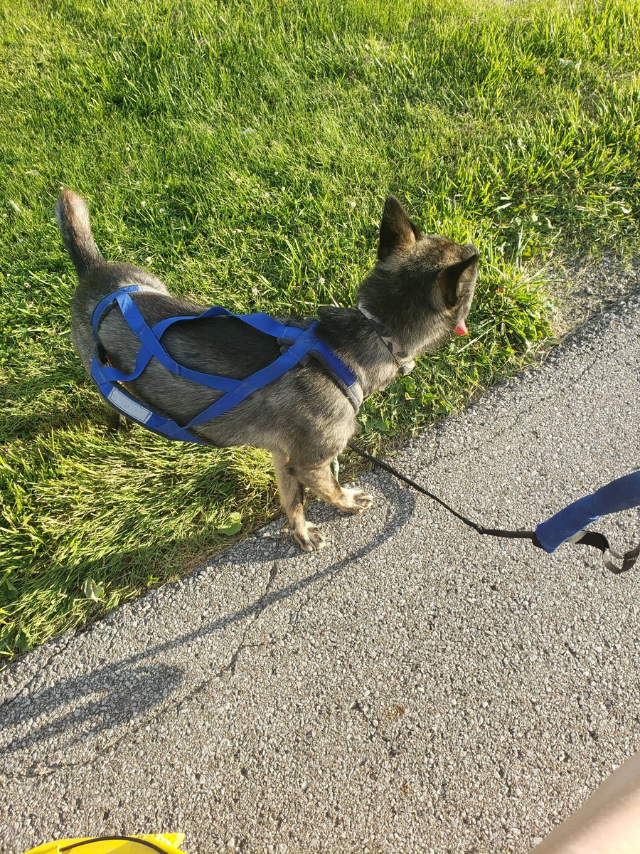 And then  @TeamMismatch and I took Zombie and Crow out on our own rigs so I could try my new rig! And was curious how Crow would do solo. At first there was a lot of confusion. What do you want me to do? Crow asked me.