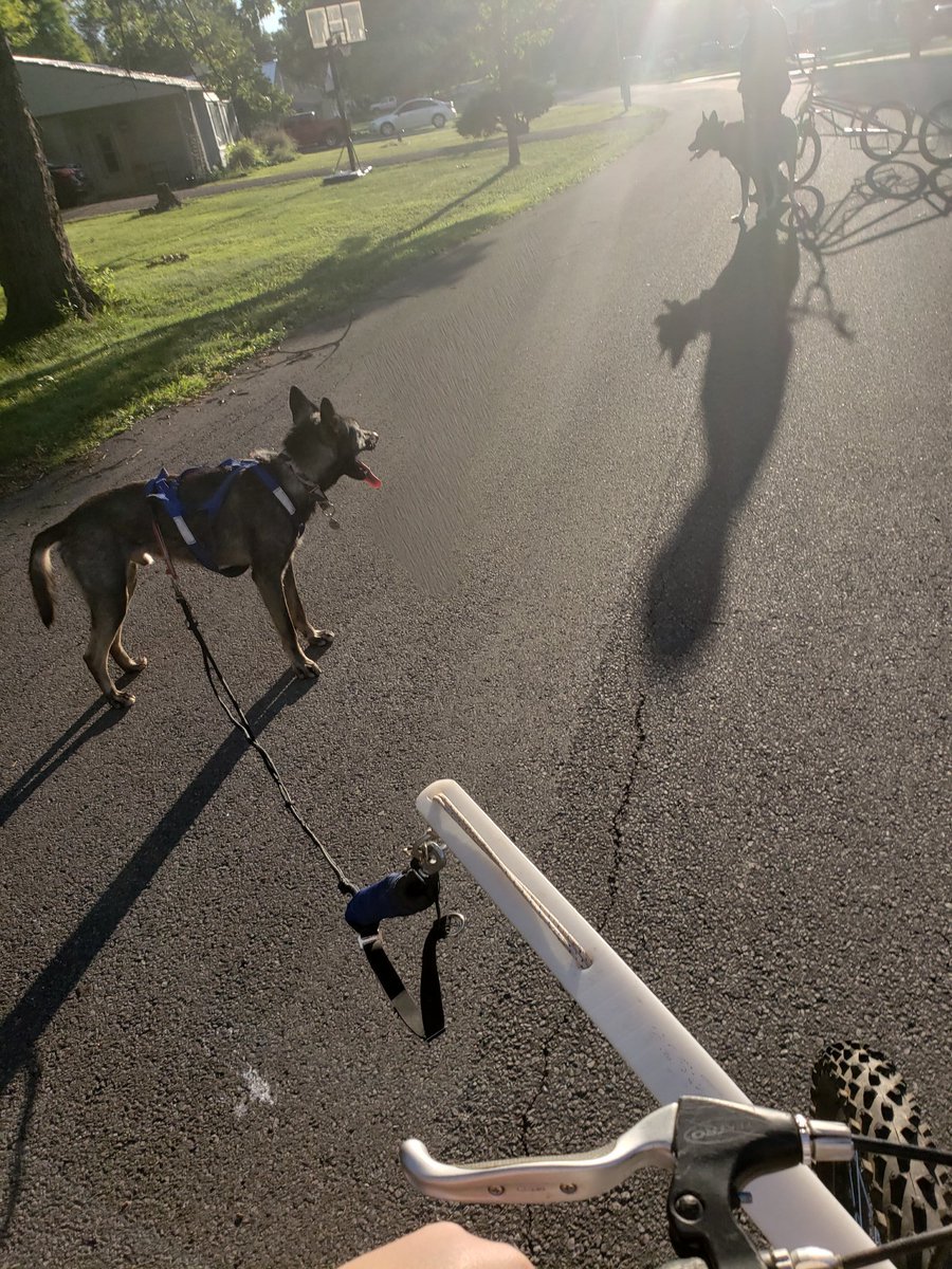 But then he saw Zombie up ahead and knew to follow, though he was frustrated with the slow speed I was keeping him at and barked his displeasure to the world. The grass and the lawns were more interesting at this speed.