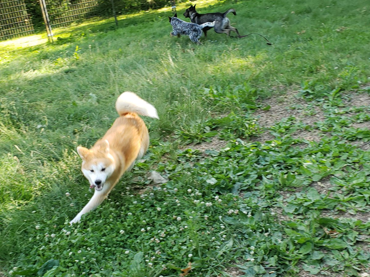 Crow was offended by the existence of Zombie being an intact male so he got to play with puppies Nezuko and Coil instead. (He is still a dumb teenage boy and is not over his hormones yet! So life is just a dick measuring contest for him at the moment)