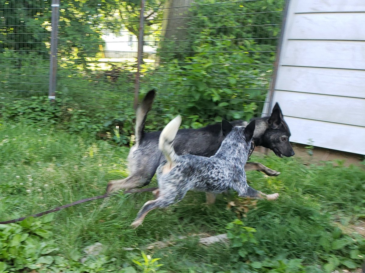 Crow was offended by the existence of Zombie being an intact male so he got to play with puppies Nezuko and Coil instead. (He is still a dumb teenage boy and is not over his hormones yet! So life is just a dick measuring contest for him at the moment)