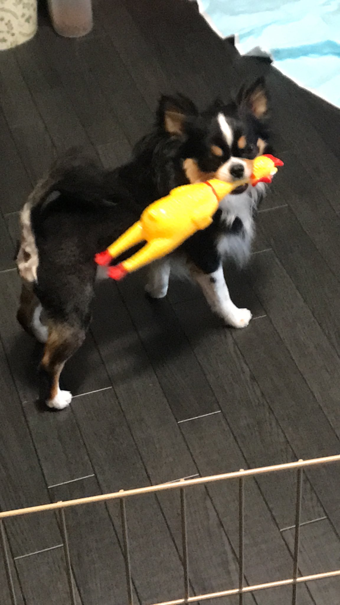 Saburo 319 ライオンカットしたら 狩りをするようになった笑 髪型変えると気持ちも変わる私 米倉涼子さんカットすると 口癖は 失敗しないので などなど 犬もその気になってしまったのか