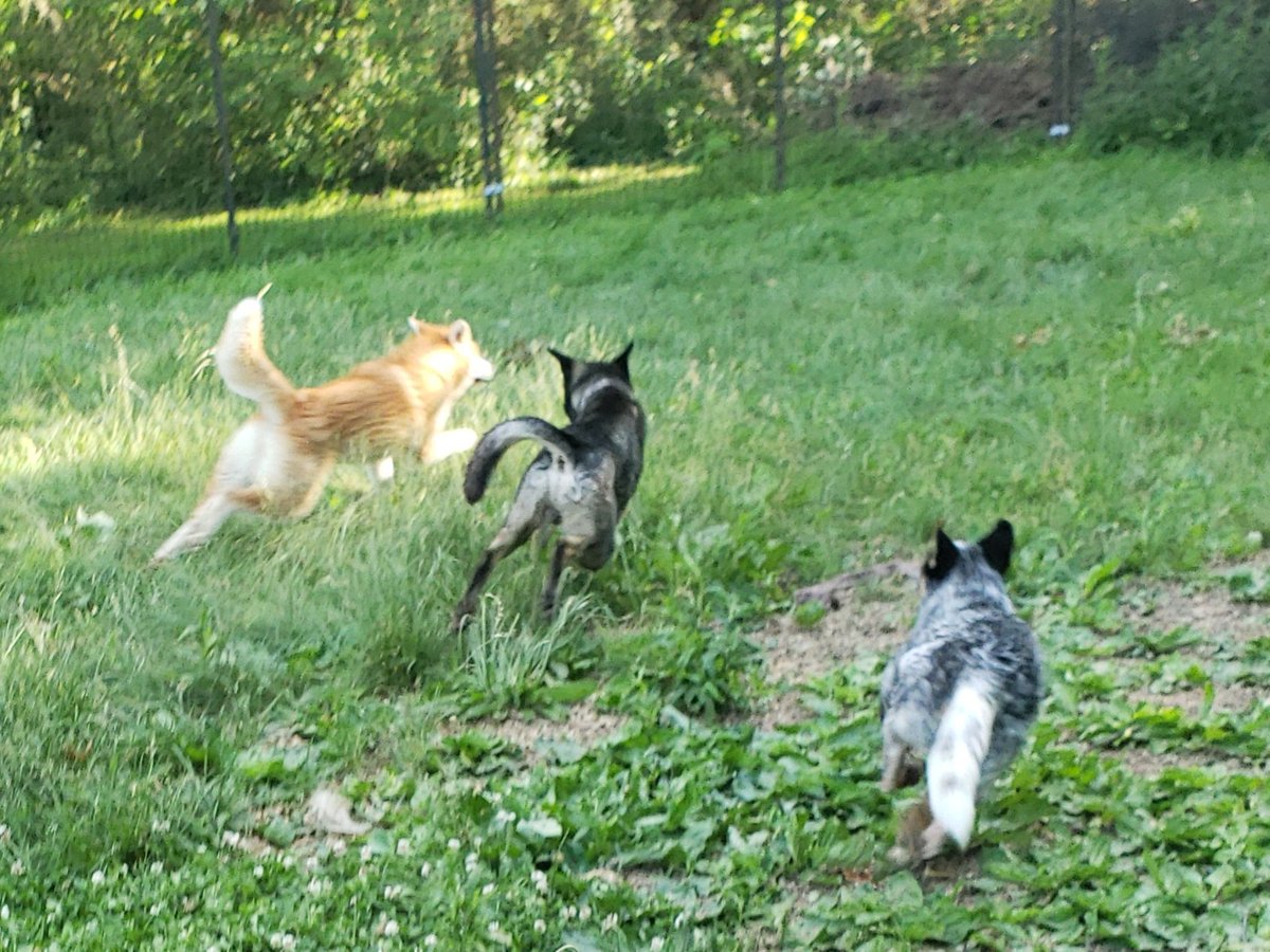 Crow was offended by the existence of Zombie being an intact male so he got to play with puppies Nezuko and Coil instead. (He is still a dumb teenage boy and is not over his hormones yet! So life is just a dick measuring contest for him at the moment)