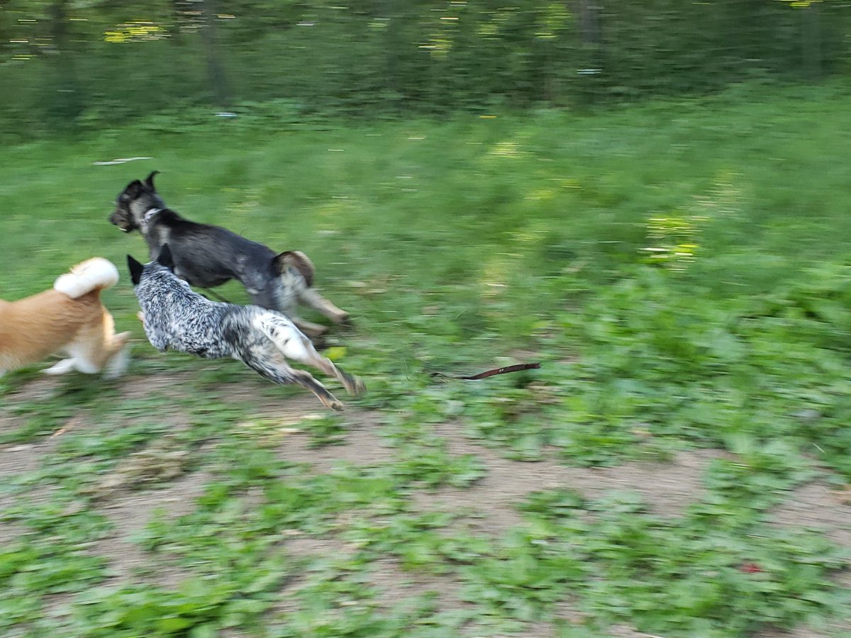 Crow was offended by the existence of Zombie being an intact male so he got to play with puppies Nezuko and Coil instead. (He is still a dumb teenage boy and is not over his hormones yet! So life is just a dick measuring contest for him at the moment)