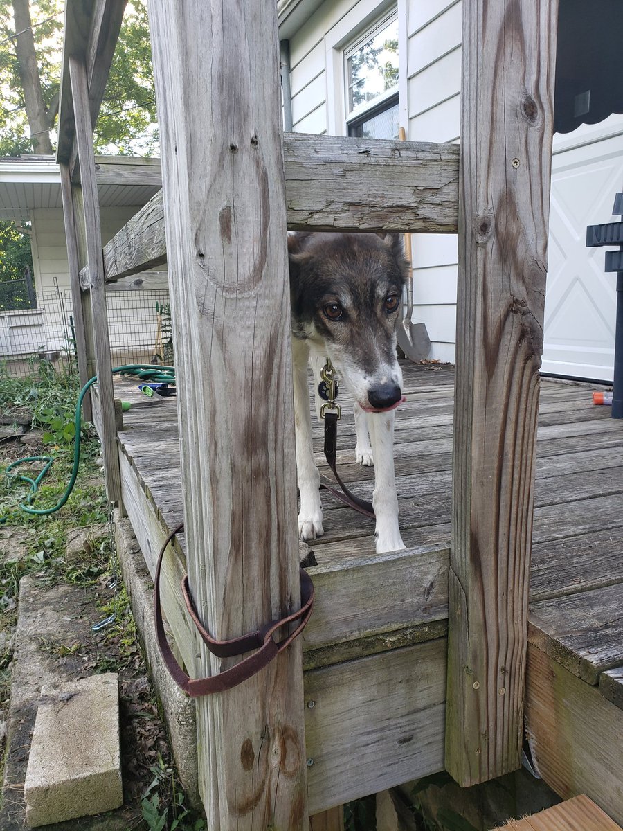 Ziggy came along and was a very good girl as always, but please do not let those zooming heathens near her thank you very much.