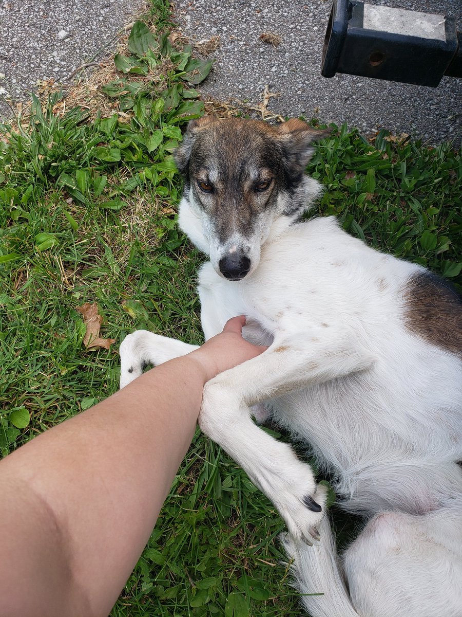 Ziggy came along and was a very good girl as always, but please do not let those zooming heathens near her thank you very much.