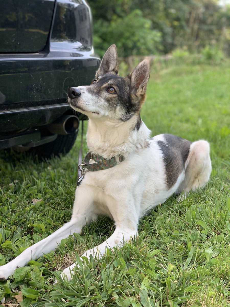 Ziggy came along and was a very good girl as always, but please do not let those zooming heathens near her thank you very much.