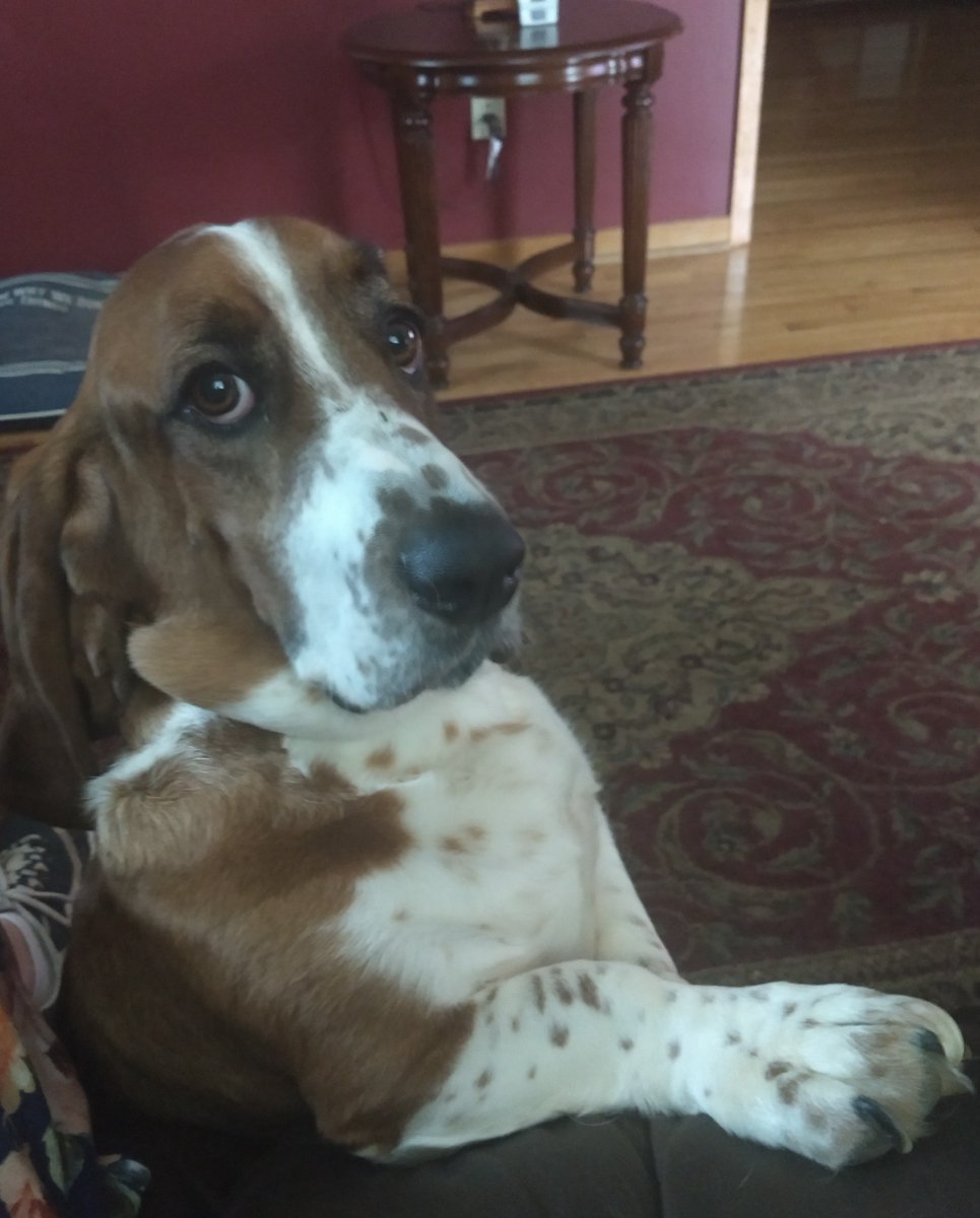 ❤️ Baby Fred the Waffle Loving Basset ❤️ tweet media