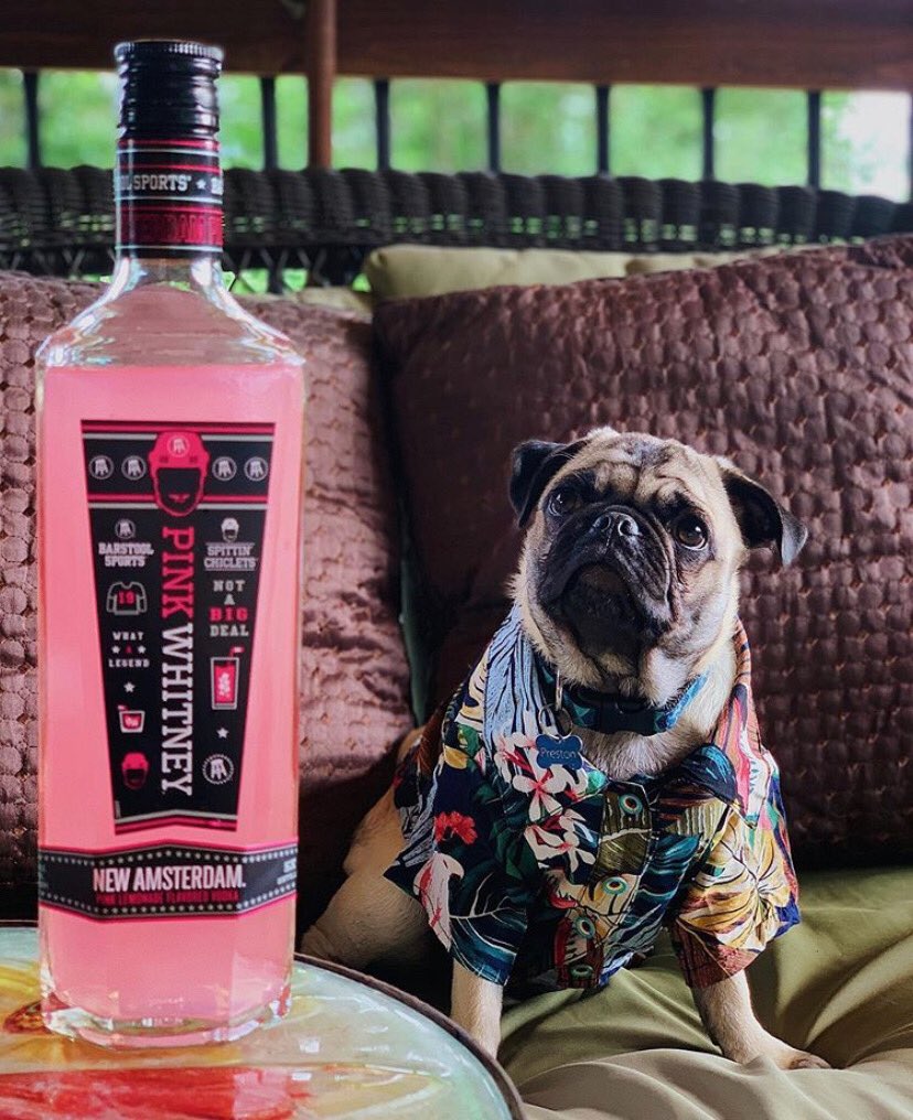 pinkwhitney's tweet photo. Summer ready. #PinkWhitDogs https://t.co/HdnDzq0j9i