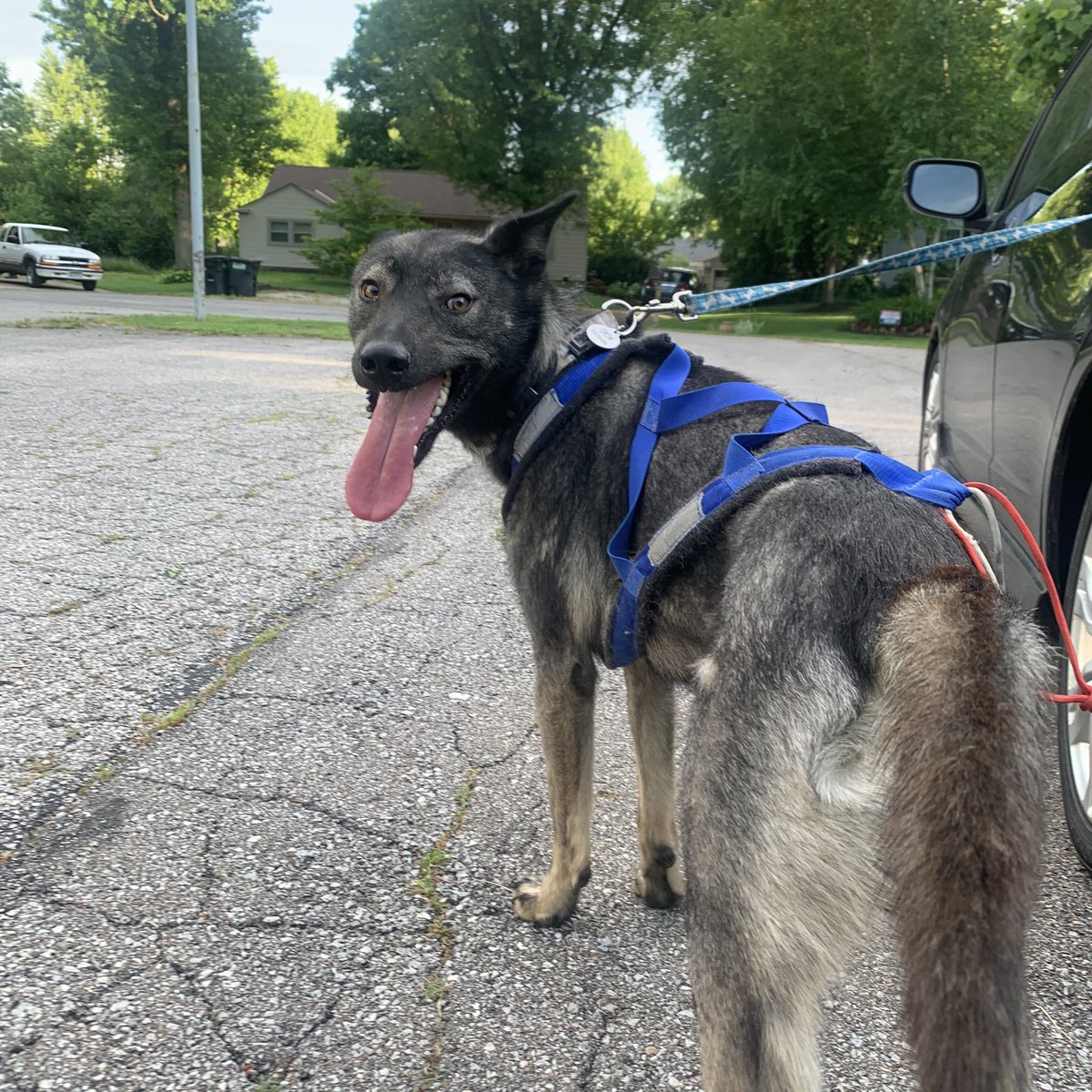 I've had like 3 runs with Crow so far and I know he is not ready to lead yet so I wasn't sure what would happen that day. But there is a spark I saw that I know will grow once we start fall training. Man, do I love my boy so 