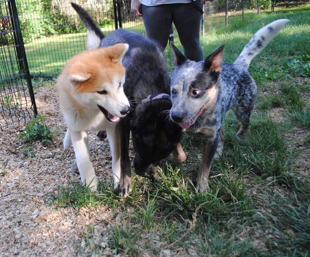 I hope your summer days are as sweet and as full of love and dogs as mine was this Sunday.The end.