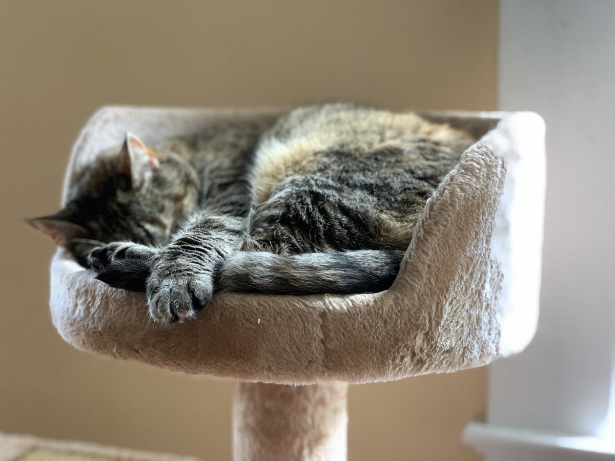 MeowMoeDotCom's tweet image. Trying not to #Interrupt mid-morning #Nap #Time
 
#Cats #Cat #Kittens #Kitten #Kitty #Pets #Pet #Meow #Moe #CuteCats #CuteCat #CuteKittens #CuteKitten #MeowMoe #Midmorning
 
meowmoe.com/657139/trying-…