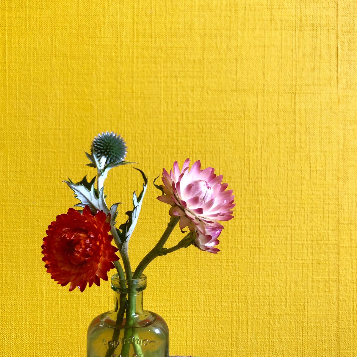 LodgeMondo's tweet photo. 産直でユニークな花を見つけました。

まるで、プラスチックの造花のように、ツンツンとした質感ですが、
ちゃんと生きています。

伊豆のどこかで、
「この花を育ててみよう」
と楽しみにしている生産者がいるんだ。と、想うとまたワクワクします。 https://t.co/m3Lc3VqJrN