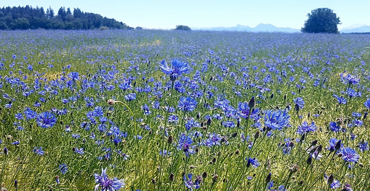 “…and then he asked me would I yes… I put my arms around him yes and drew him down to me so he could feel my breasts all perfume yes and his heart was going like mad and yes I said yes I will Yes." #MollyBloom #Ulysses #JamesJoyce #yes #Bloomsday