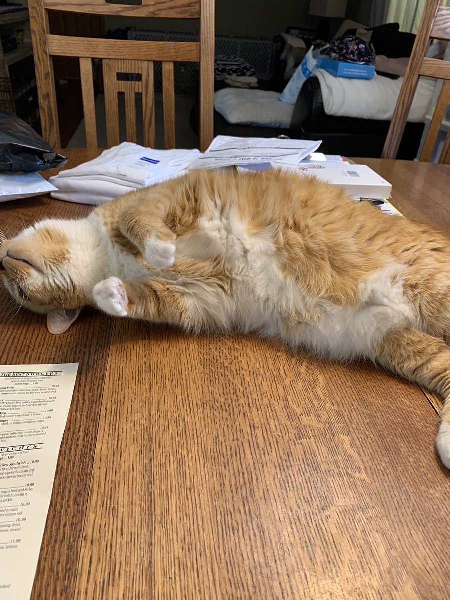LOCoachE's tweet photo. Someone decided I needed some help when I was at the table!!! Life with my orange appendage!!!! #lifewitholiver https://t.co/5Y8vnkteuV