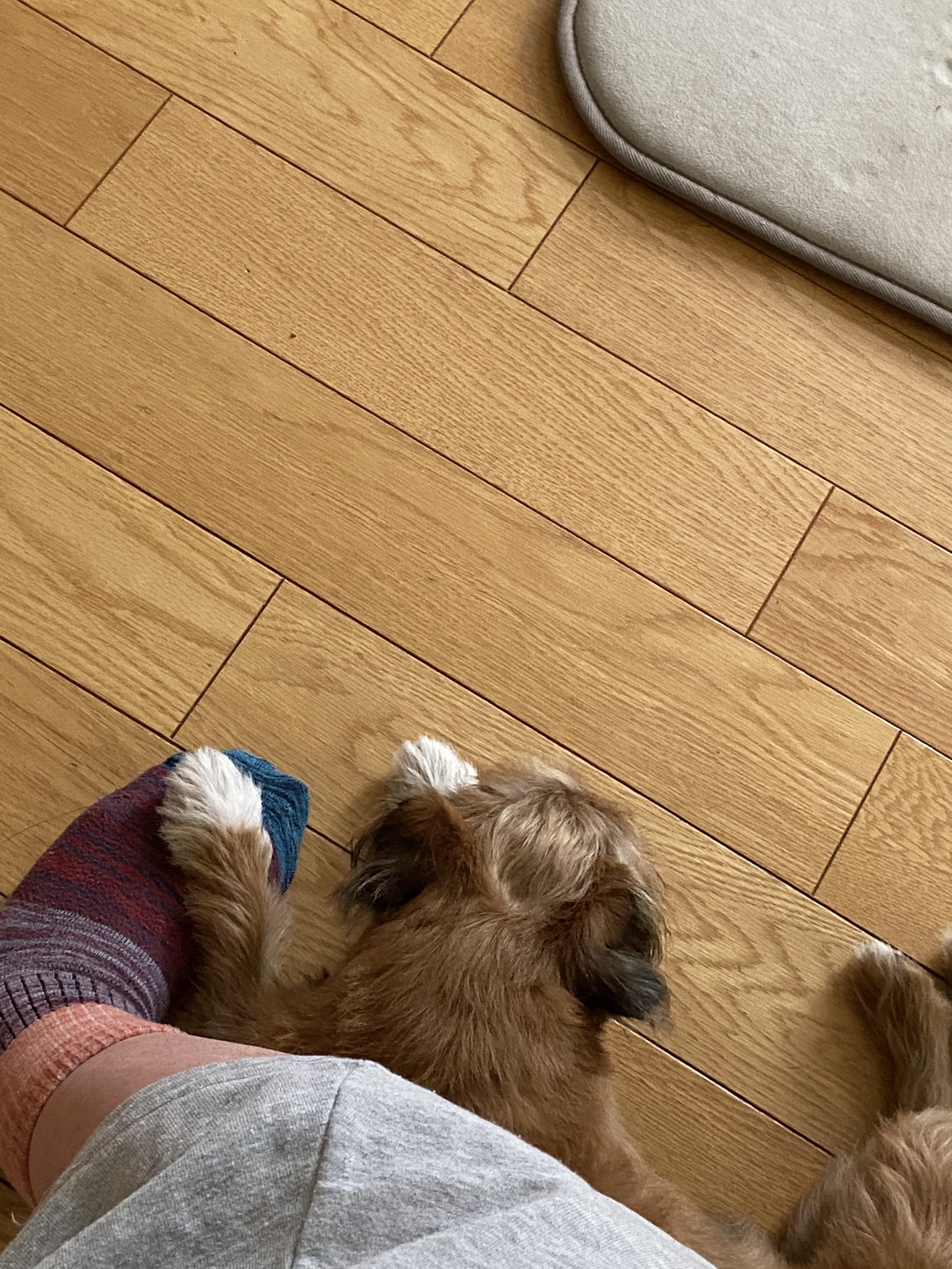 えこ 足に足を乗せてくる 暖かい 笑 足を乗せる 足の甲が暖かい のの パグズー ミックス犬 犬好きな人と繋がりたい T Co Mjz9vhgd7p Twitter