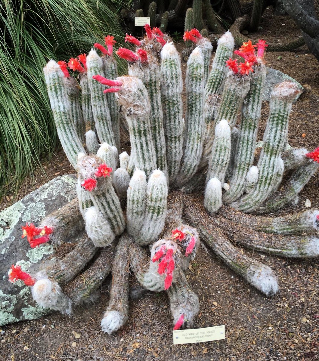 photo Do Old Man Cactus Flower uc botanical garden auf twitter from