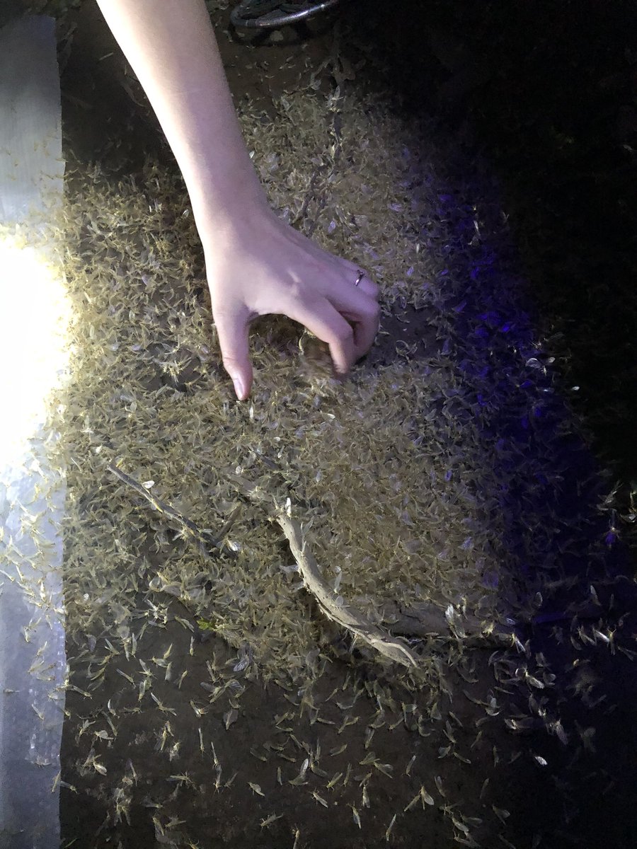 Patch_The_Medic's tweet image. A thread on me and @MarsaOvO ‘s bug hunting yesterday:

Light trap set up (front and back)
Me :D
the swarm of mayflies under the light trap once things got rollin (these lads just wigglin)  #PercysLab #macroinverts #macros #nightsci 1/5