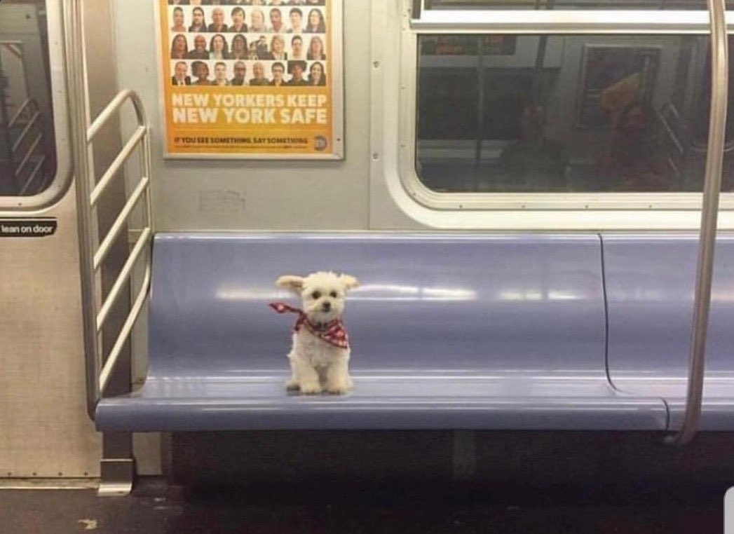 น้องหยางท่องโลกกว้าง