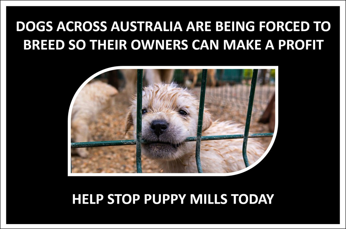 DOGS ACROSS AUSTRALIA ARE BEING FORCED TO BREED SO THEIR OWNERS CAN MAKE A PROFIT
HELP STOP PUPPY MILLS TODAY

.
.
.

#saynotopuppymills #saynotopuppyfarms #savedogs #dogs #dogshelters #vet #puppies #puppy #dog #rspca #scar #lortsmith #thelostdogshome #aaps #australia