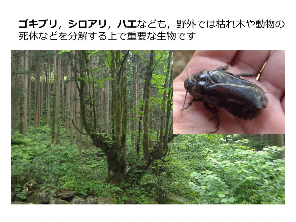 害虫は有害だから絶滅した方がいい？自然界では害虫は役に立っている！