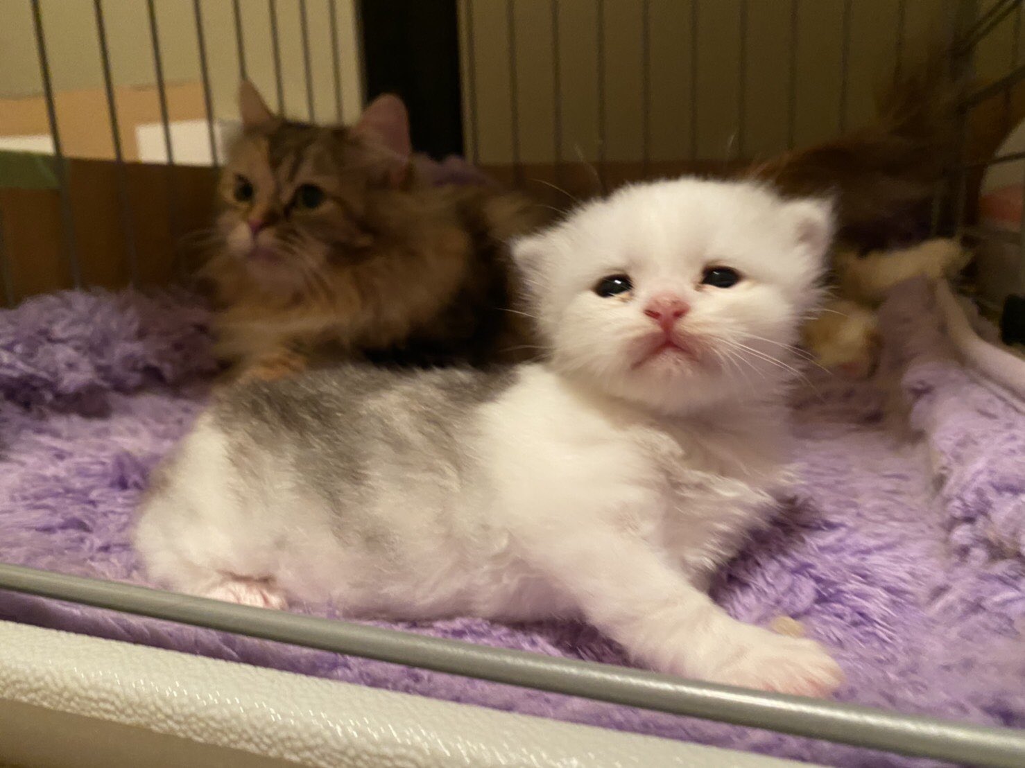Cattery Sp Mianchi ご家族様募集中です ラガマフィンの女の子 5月26日生まれ Cattery 子猫ブリーダー ペットブリーダー 猫 ねこ ネコ 猫好きさんと繋がりたい ねこのいる生活 ねこのいる暮らし ねこのいる幸せ ラガマフィン子猫