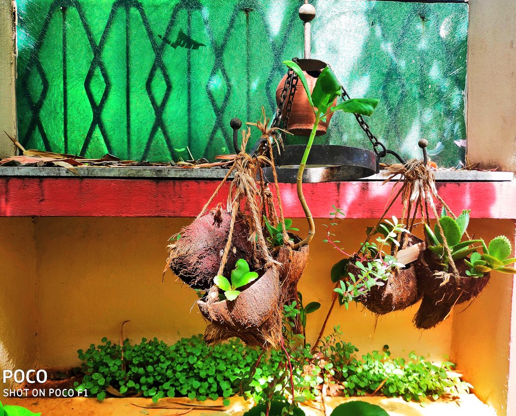 KalyaniMuktevi's tweet image. Trying to eliminate plastic as much as possible #recycling  #coconutshells