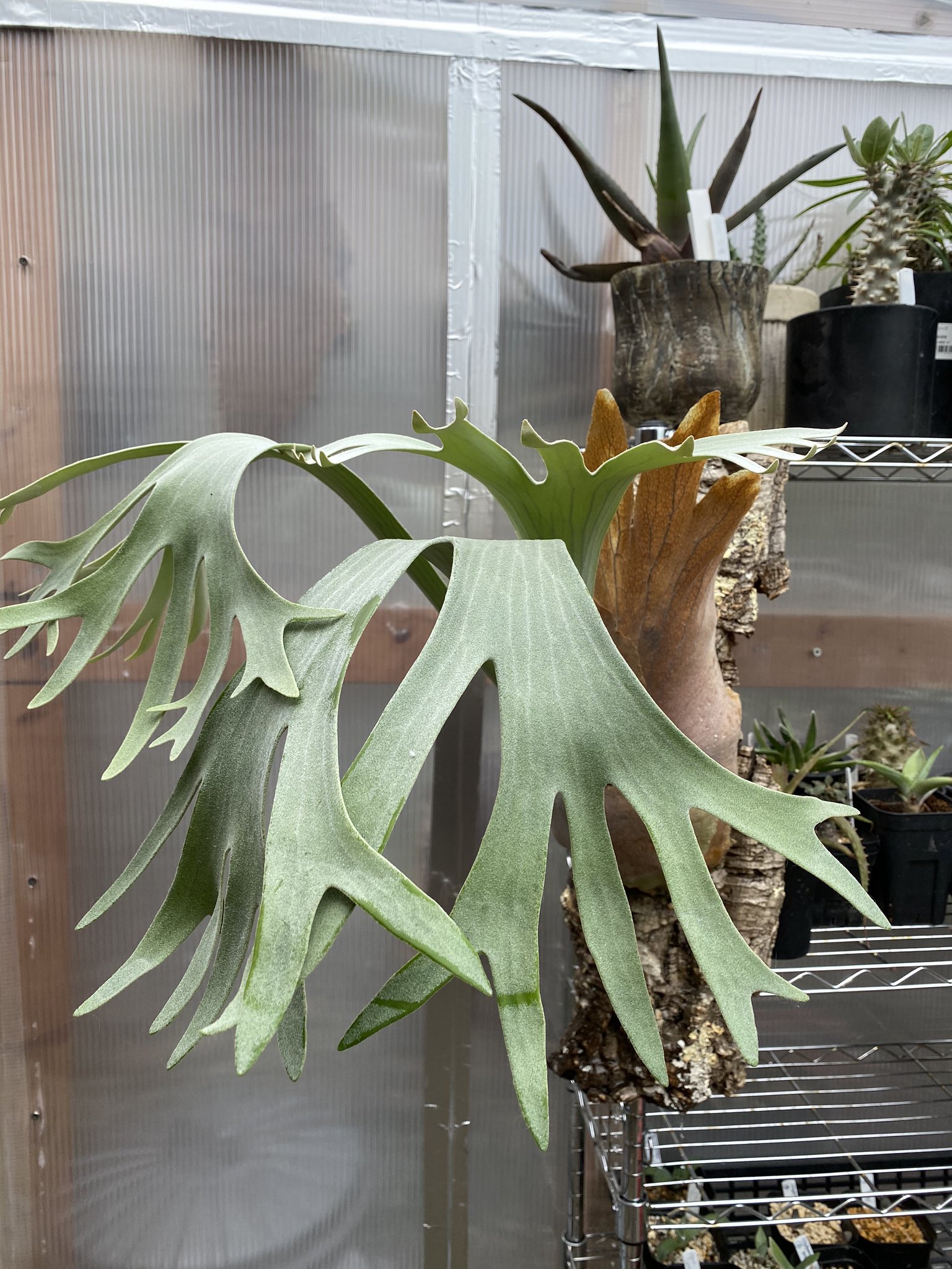 なダントツ ビカクシダ platycerium pegasus ZuNYU-m97517482092