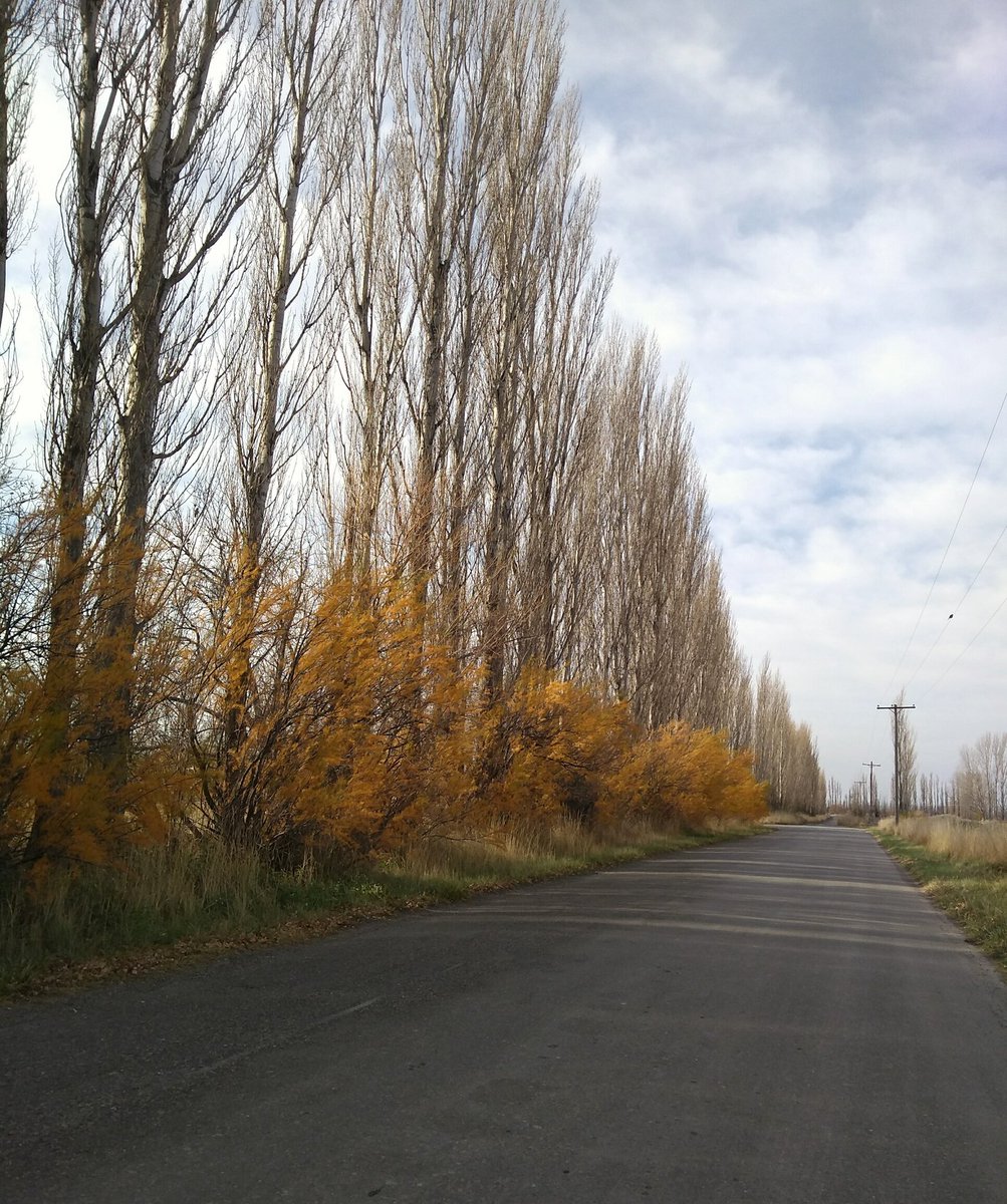 josedeni's tweet photo. Camino de chacras entre #LuisBeltrán y #Choele #ValleMedio #RíoNegro #Patagonia https://t.co/HmMXeH0axX