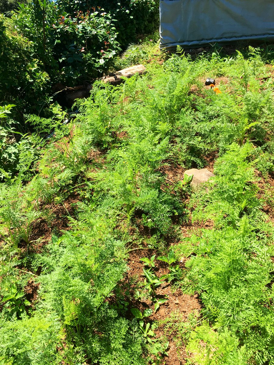 Gakuji ６月１６日 今日は朝から業者による 光防虫器の確認と害虫対策のアドバイスを受けた その後ブルーベリーの手入れと人参の間引き 昼は間引き人参をかじってます 人参 間引き 害虫 忌避効果 誘引効果 防虫 対策 光防虫器 無農薬 T