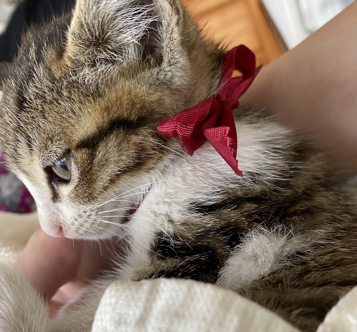 nanaminlu's tweet photo. 【この子の里親を探しています】
・生後1ヶ月
・女の子(美猫)
・子猫用ご飯を食べる
・病気なし
・自分でトイレできる
・すぐ懐く

責任をもってたくさん愛情を注いでくれる方にぜ��引き取っていただきたいです。

身の回りでご協力いただける方がいらっしゃったらご連絡ください https://t.co/RCo4p9pj2T