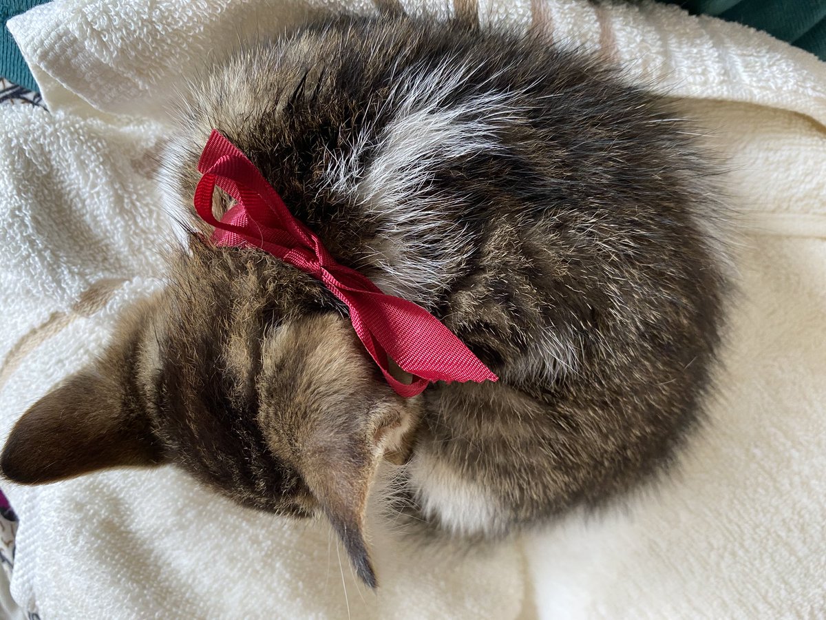 nanaminlu's tweet photo. 【この子の里親を探しています】
・生後1ヶ月
・女の子(美猫)
・子猫用ご飯を食べる
・病気なし
・自分でトイレできる
・すぐ懐く

責任をもってたくさん愛情を注いでくれる方にぜ��引き取っていただきたいです。

身の回りでご協力いただける方がいらっしゃったらご連絡ください https://t.co/RCo4p9pj2T