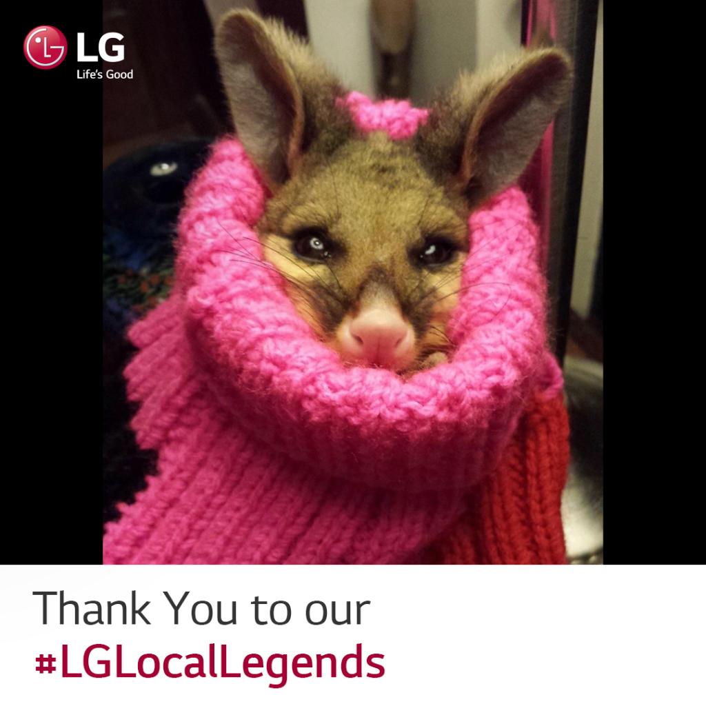 LG_Australia's tweet photo. For many years Lou Dingle has rescued injured marsupials in her local area by keeping them warm & hydrated, before organising the appropriate care for them to be rehabilitated and released back into their native habitats. Nominate your own #LGLocalLegends https://t.co/kdImjsAn6C https://t.co/JgOIWFz1gr