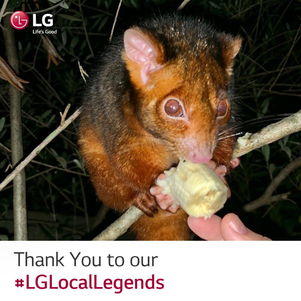 LG_Australia's tweet photo. For many years Lou Dingle has rescued injured marsupials in her local area by keeping them warm & hydrated, before organising the appropriate care for them to be rehabilitated and released back into their native habitats. Nominate your own #LGLocalLegends https://t.co/kdImjsAn6C https://t.co/JgOIWFz1gr
