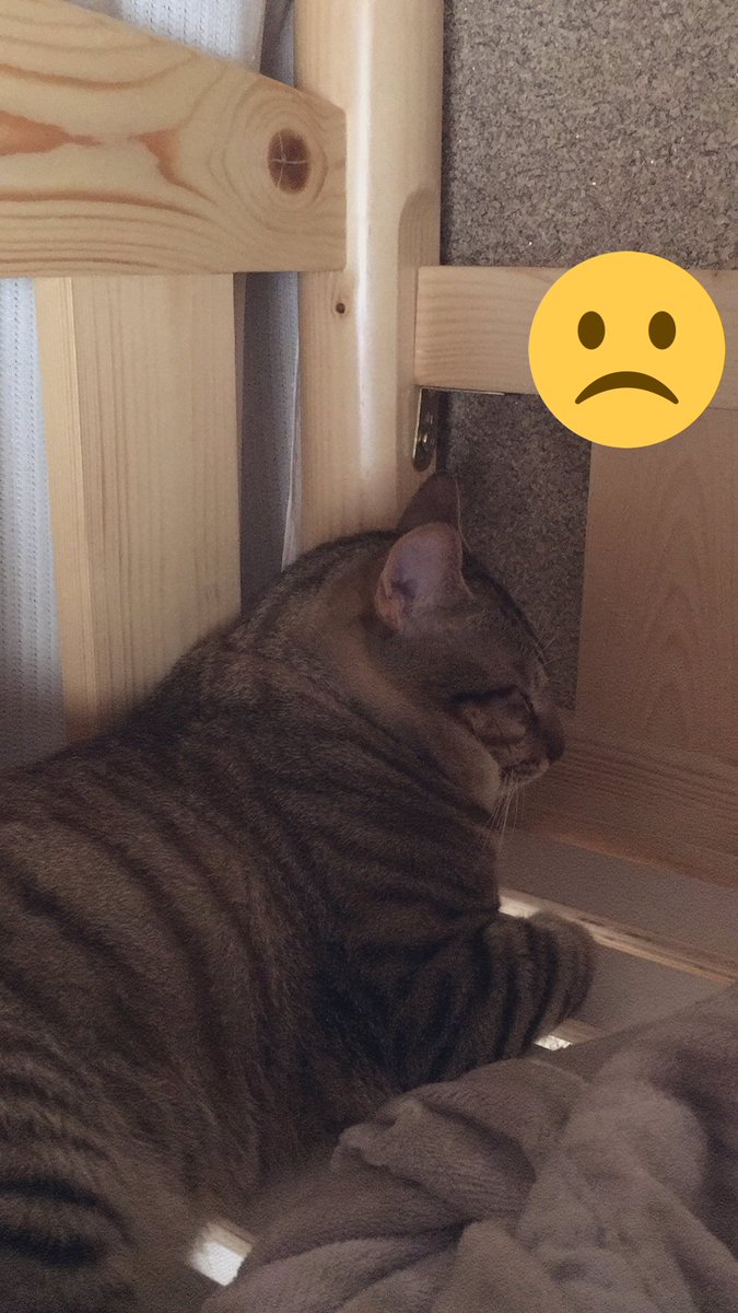 N 朝 最後に食べたのが7時頃か 前のご飯を少し混ぜたり チュール少しかけたり 大好きなシーバ混ぜたり 一旦近づくものの 渋い顔して埋めにかかる こっち向いて抗議鳴きw 今は子供のベッドから顔だけ出して こっち向いて抗議鳴きをした後ふて寝