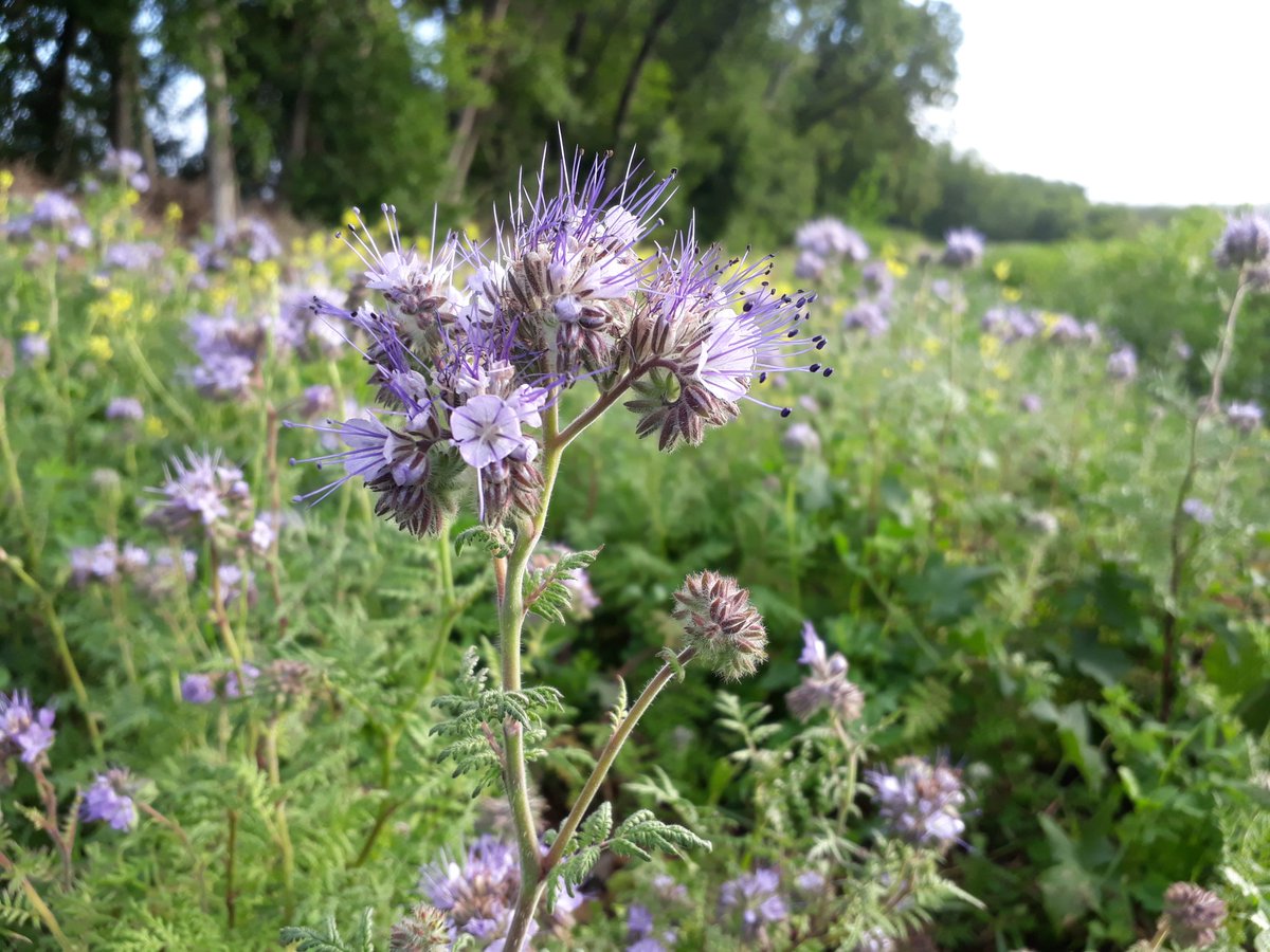 bubu1664's tweet photo. Des nouvelles du couvert melifere offert par #coupdepousse programme de rbabzz
Les 1eres fleurs de phacelie entame la danse apres ma feverole. Entre temps le tournesol prendra le relais puis le sainfoin du couvert
De quoi regaler les pollinisateurs😃🦋🐝🐞 #agriculture #FrAgTW https://t.co/9iHKHqzDPN