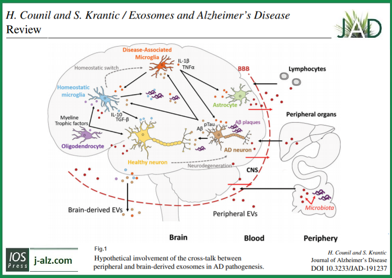 journal_ad's tweet photo. Synaptic Activity and (Neuro)Inflammation in Alzheimer’s Disease: Could Exosomes be an Additional Link? View the JAD review article by Harmine Counil & Slavica Krantic (@INSERM UMRS 938) at: https://t.co/4AamLtarvN // #journalAD #ADresearch #Alzeimers #exosomes #synapticactivity https://t.co/BQirnuSEM6