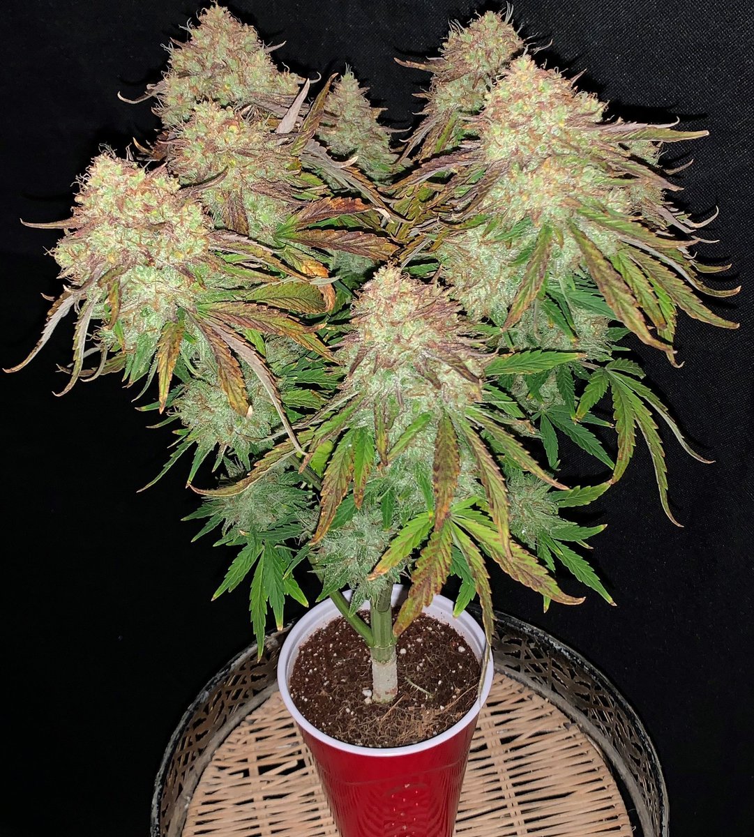 Fast Buds tweet media