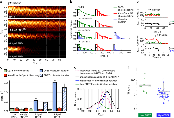 NatureComms's tweet photo. A FRET study from @EmmaBranigan and coworkers demonstrates that RING E3 ligases transfer ubiquitin to the substrate from a closed E2~Ub conformation.

https://t.co/JtkPRNE2U4 https://t.co/VSsAg3o1lt