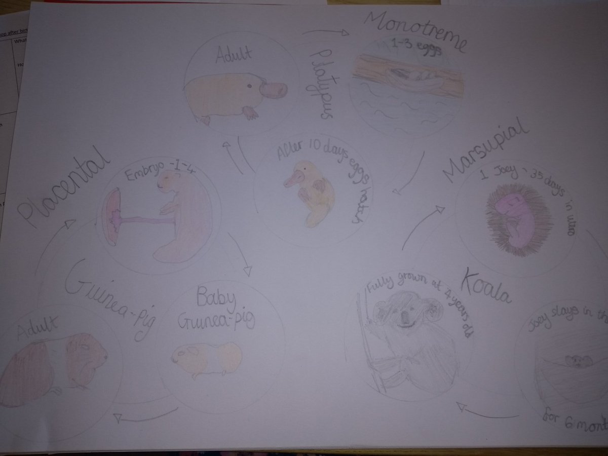 FluffyPickles's tweet photo. @HillsideYr5 Lily's Life Cycle poster https://t.co/VQHHErVjI7