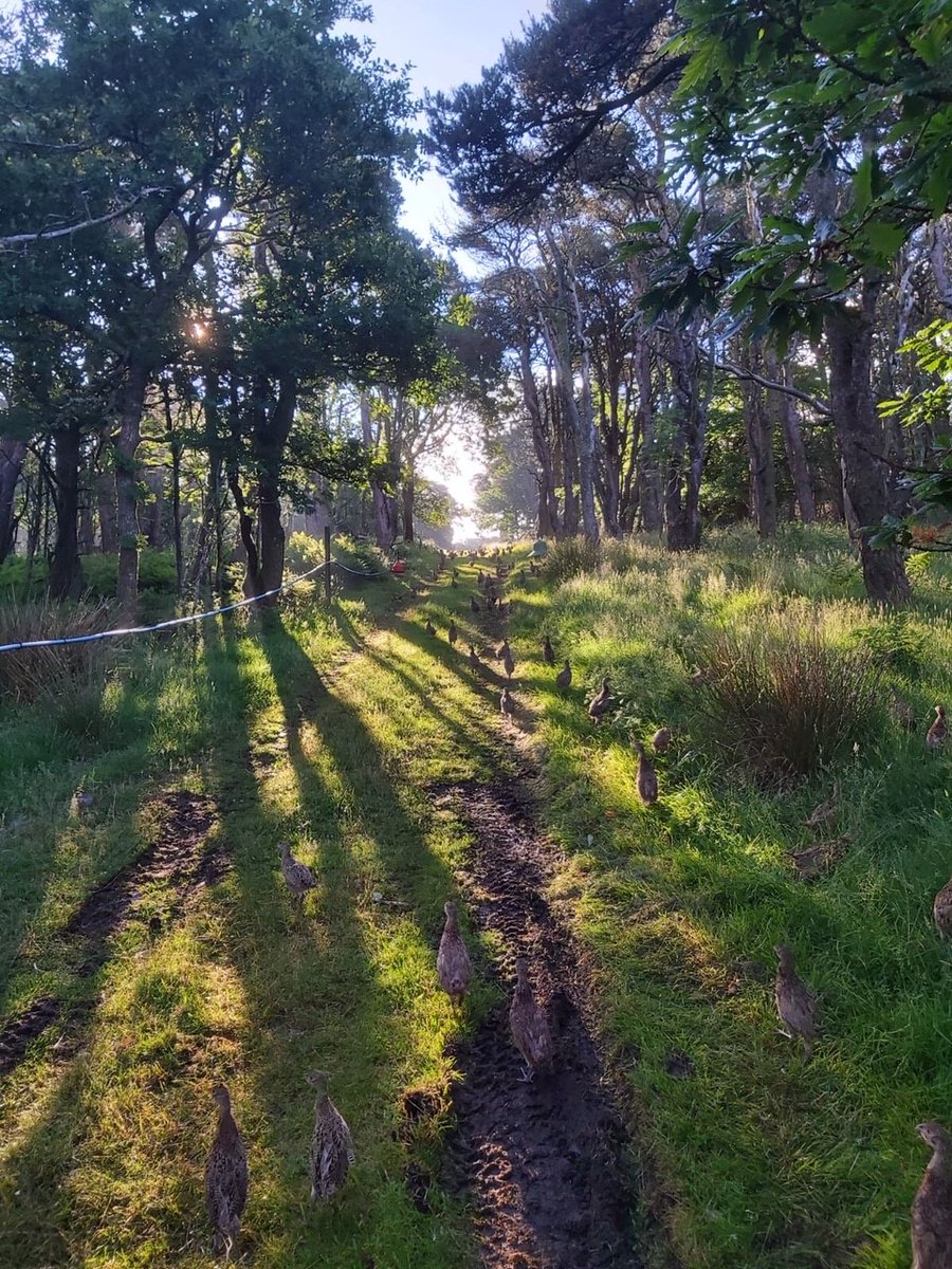 Lillycombe Sporting Club tweet media