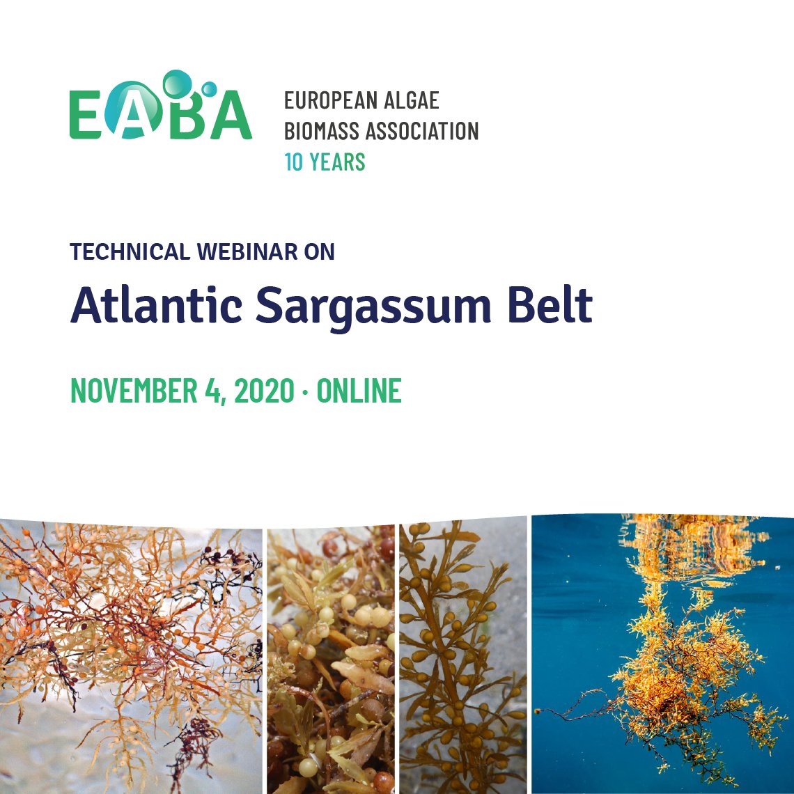 Buildingonevent's tweet photo. Information on two upcoming EABA webinars: Fucoxanthin from Micro and Macroalgae and Atlantic Sargassum Belt: 
https://t.co/LLbRll1Jg0
#algae #seaweed #webinar #online #sharing #knowledge #communicty #mediapartner @Marine_Drugs @EABA_Algae https://t.co/8ndVUTtTen