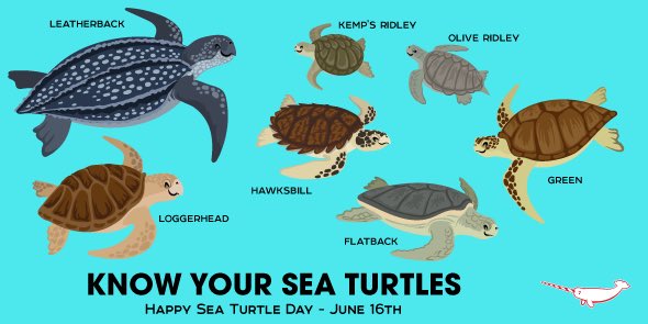It’s #WorldSeaTurtleDay!
I’ve been lucky enough to see 2/7 #SeaTurtle species in the wild on various occasions in the Caribbean, Canary Islands, Cyprus
Multiple sightings of Green sea turtles, including both subspecies & 2 encounters with Olive Ridley sea turtles
#SeaTurtleDay