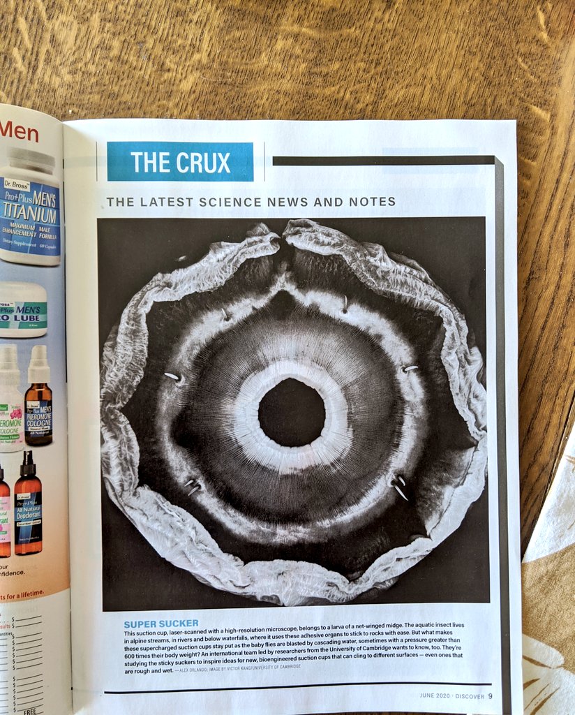 Hexamour's tweet photo. Wooo thanks @DiscoverMag for featuring my image of an insect suction organ (Diptera: Blephariceridae) in your magazine 🙌🙌 And thanks for shipping it all the way from the US 🙏. Here's a link to the study for those interested: https://t.co/8YjSVjUhie. @DrAnnaFunk @CamZoology https://t.co/sECwIn0oMP