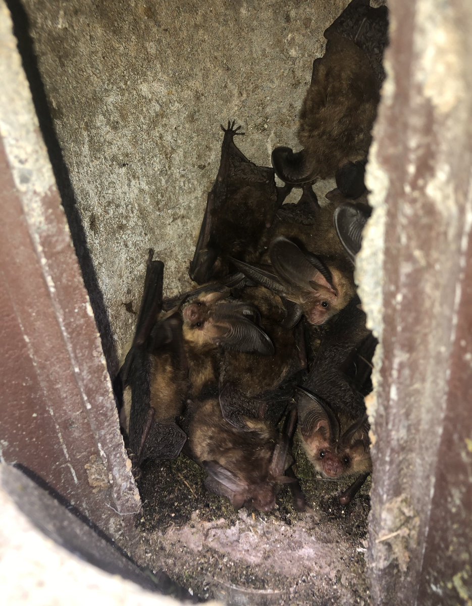 GabsDavidson's tweet photo. Sometimes #bats roost in our bird boxes. I feel like I just won the lottery.  @MadingleyBirds #longearedbats #wildlife https://t.co/AnPc4htDXL